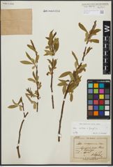 Foto von Salix alba L. x Salix fragilis L.